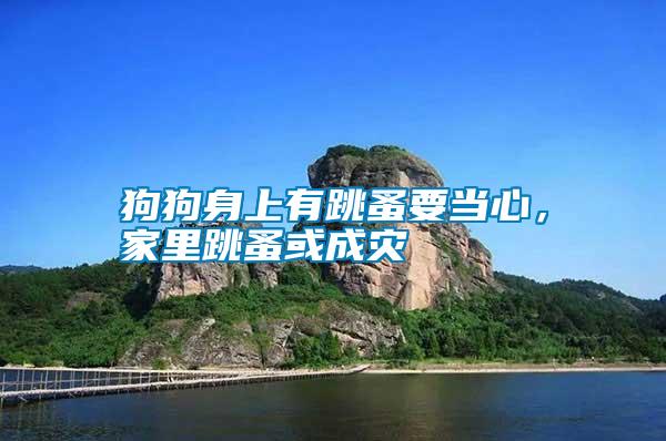 狗狗身上有跳蚤要當心，家里跳蚤或成災(zāi)
