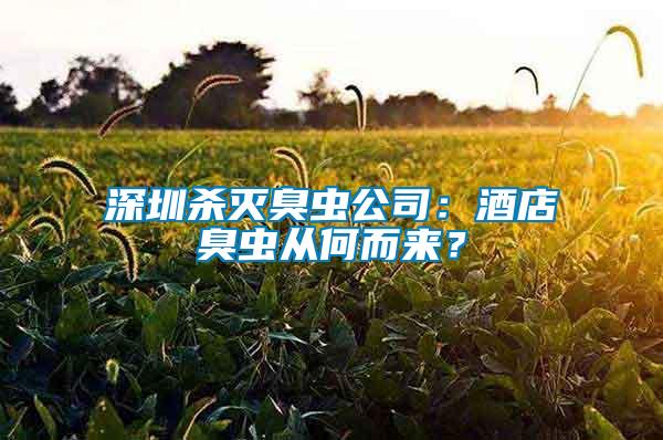 深圳殺滅臭蟲公司：酒店臭蟲從何而來？