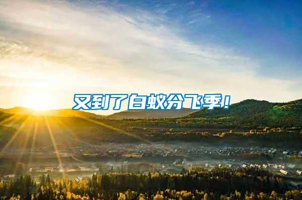 又到了白蟻分飛季！
