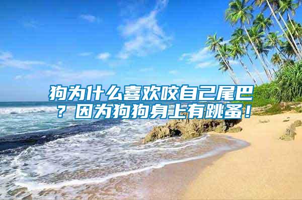 狗為什么喜歡咬自己尾巴？因為狗狗身上有跳蚤！