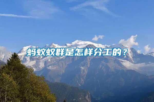 螞蟻蟻群是怎樣分工的？