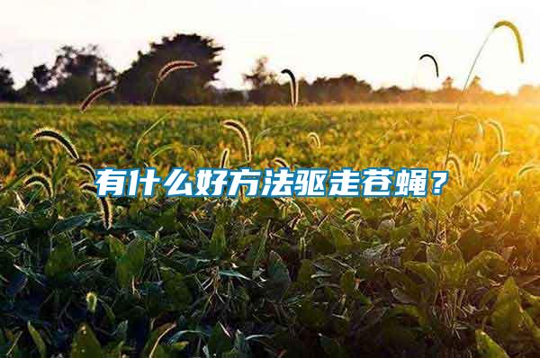 有什么好方法驅(qū)走蒼蠅？