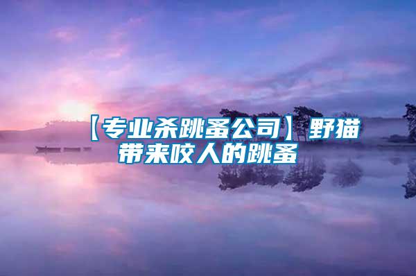 【專業(yè)殺跳蚤公司】野貓帶來(lái)咬人的跳蚤
