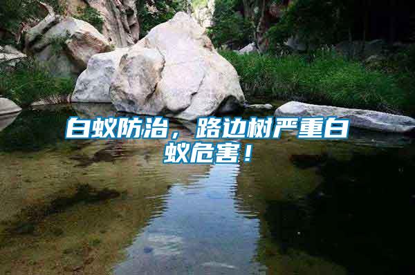 白蟻防治，路邊樹嚴重白蟻危害！