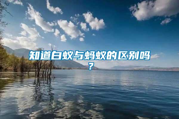 知道白蟻與螞蟻的區別嗎？