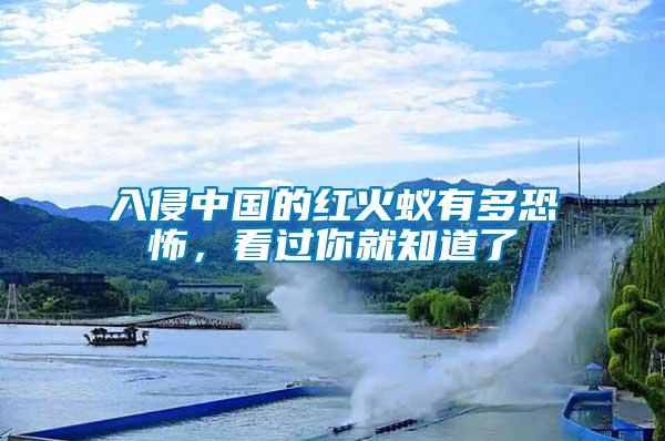 入侵中國(guó)的紅火蟻有多恐怖，看過你就知道了