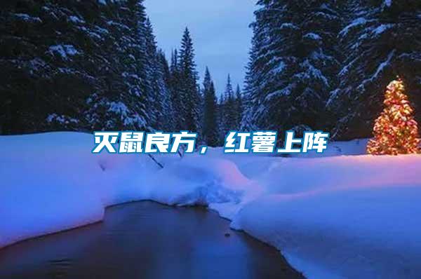 滅鼠良方，紅薯上陣