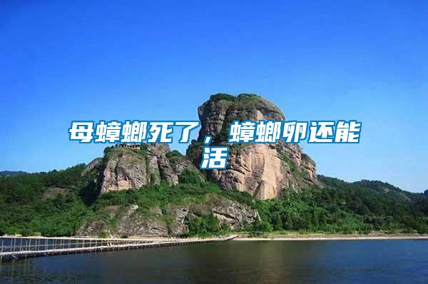 母蟑螂死了，蟑螂卵還能活