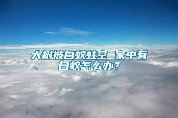 大樹被白蟻蛀空 家中有白蟻怎么辦？