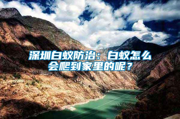 深圳白蟻防治：白蟻怎么會爬到家里的呢？