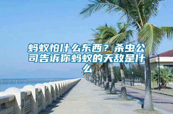 螞蟻怕什么東西？殺蟲(chóng)公司告訴你螞蟻的天敵是什么