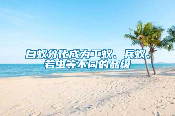 白蟻分化成為工蟻、兵蟻、若蟲(chóng)等不同的品級(jí)