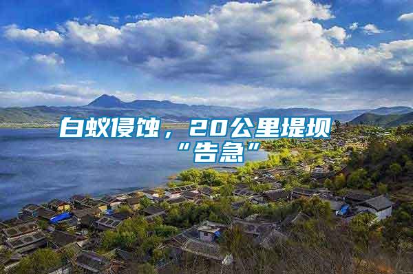 白蟻侵蝕，20公里堤壩“告急”