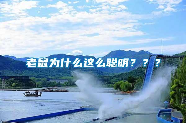 老鼠為什么這么聰明？？？