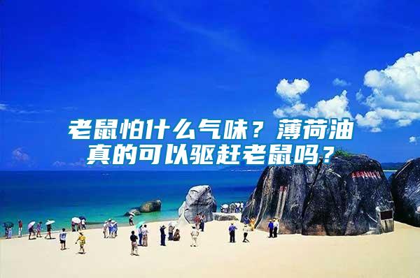 老鼠怕什么氣味？薄荷油真的可以驅趕老鼠嗎？