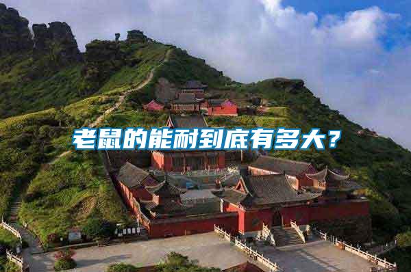 老鼠的能耐到底有多大？