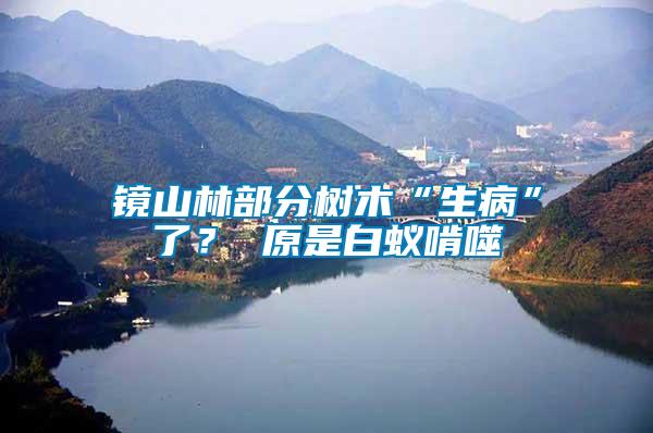鏡山林部分樹木“生病”了？ 原是白蟻啃噬