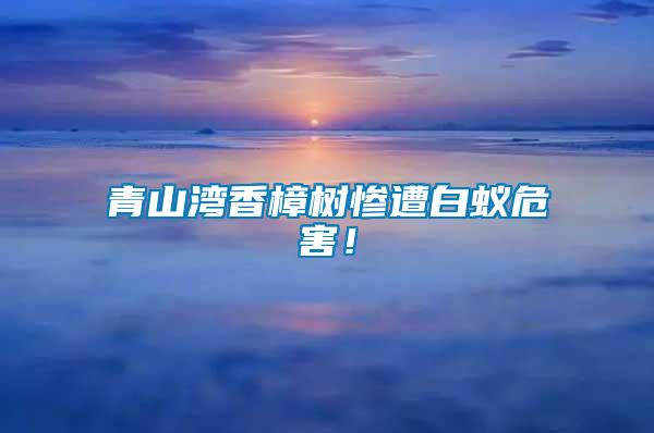 青山灣香樟樹(shù)慘遭白蟻危害！