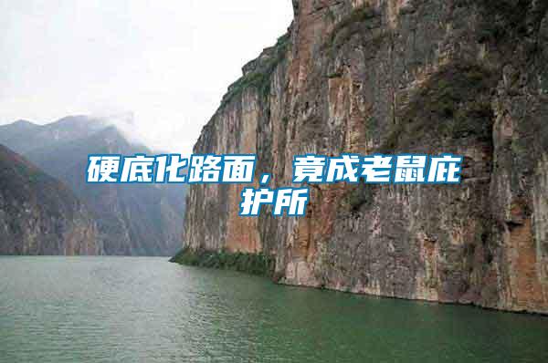 硬底化路面，竟成老鼠庇護所