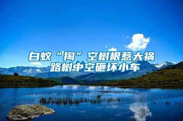 白蟻“掏”空樹(shù)根惹大禍 路樹(shù)中空砸壞小車
