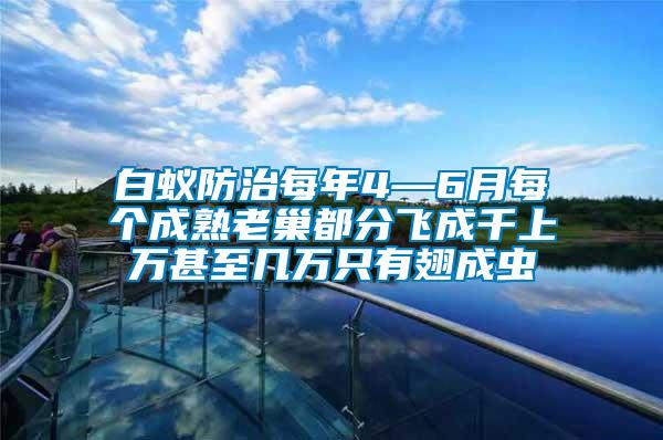 白蟻防治每年4—6月每個(gè)成熟老巢都分飛成千上萬(wàn)甚至幾萬(wàn)只有翅成蟲(chóng)