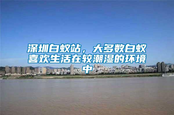 深圳白蟻站，大多數(shù)白蟻喜歡生活在較潮濕的環(huán)境中