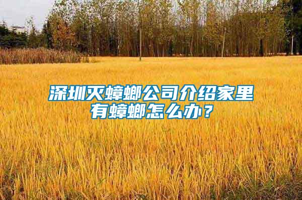 深圳滅蟑螂公司介紹家里有蟑螂怎么辦？