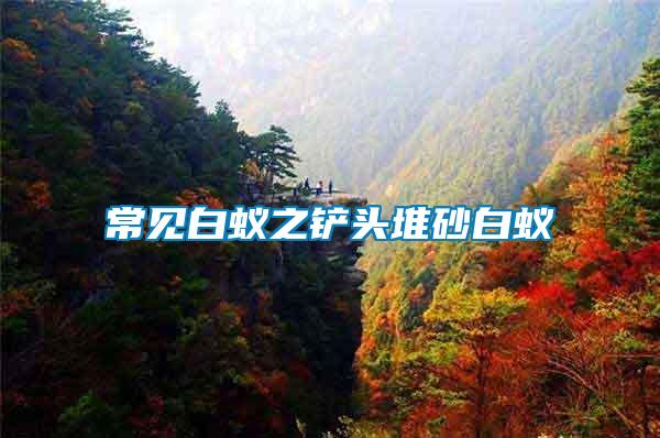 常見(jiàn)白蟻之鏟頭堆砂白蟻