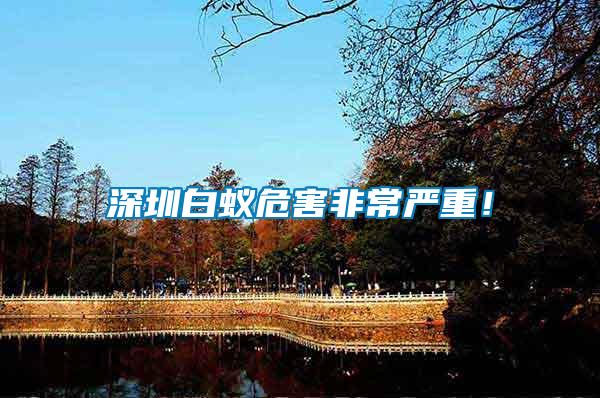 深圳白蟻危害非常嚴(yán)重！