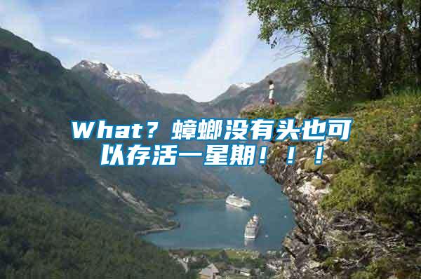 What？蟑螂沒有頭也可以存活一星期?。?！