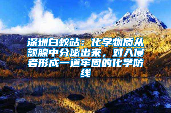 深圳白蟻站：化學物質(zhì)從額腺中分泌出來，對入侵者形成一道牢固的化學防線