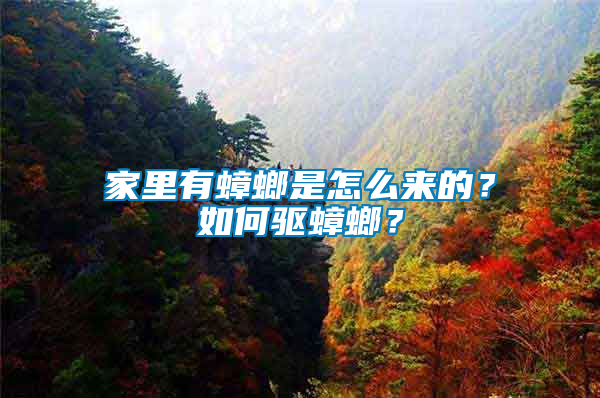 家里有蟑螂是怎么來的？如何驅蟑螂？