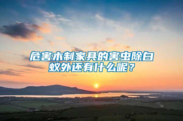 危害木制家具的害蟲(chóng)除白蟻外還有什么呢？