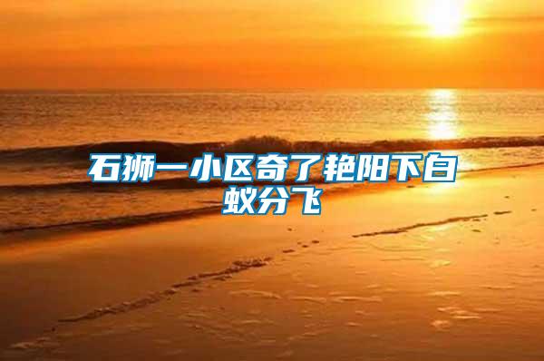 石獅一小區(qū)奇了艷陽(yáng)下白蟻分飛