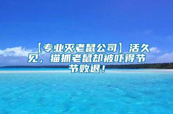 【專業滅老鼠公司】活久見，貓抓老鼠卻被嚇得節節敗退！