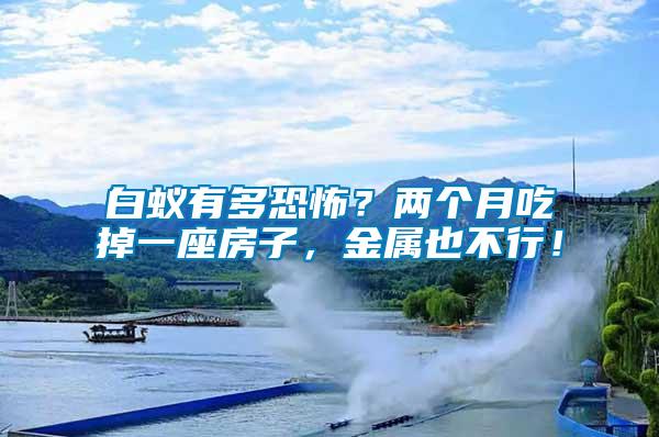 白蟻有多恐怖？兩個月吃掉一座房子，金屬也不行！