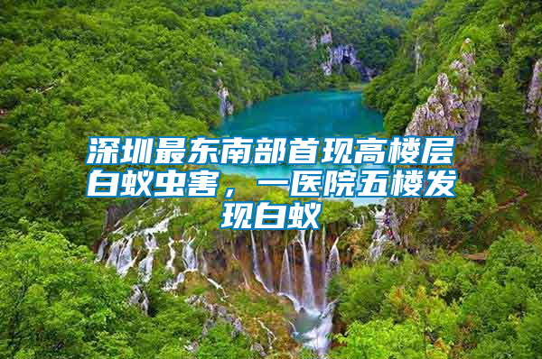 深圳最東南部首現高樓層白蟻蟲害，一醫院五樓發現白蟻