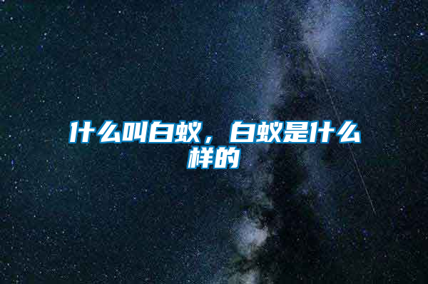 什么叫白蟻，白蟻是什么樣的