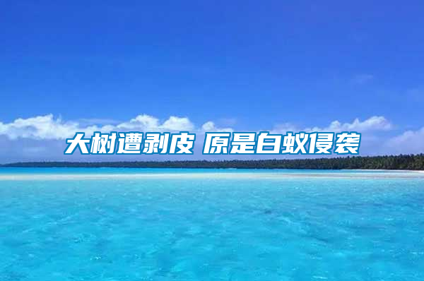 大樹(shù)遭剝皮　原是白蟻侵襲
