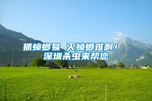 抓蟑螂易 滅蟑螂難啊！ 深圳殺蟲來幫您